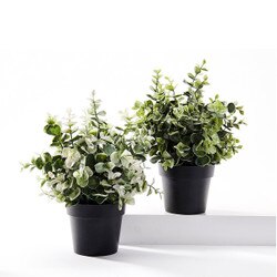 715800 2 asst Plant in Pot