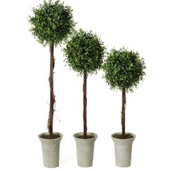 19453TOP-L Boxwood Topiary- Large
