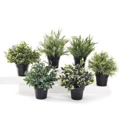 715071 Decorative Grass in a Pot wi