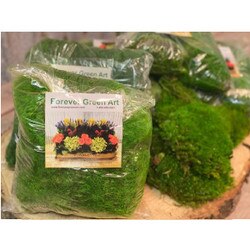 MOSSBAGMOOD Moss Bag of Mood Moss
